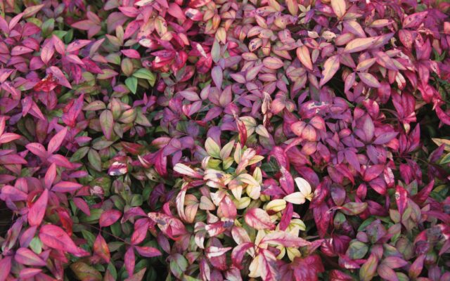 10 of the Best Trees for Fall Color: A Planting Guide